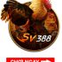 Mách bạn cách xem đá gà trực tiếp hôm nay tại winnerclub.biz đơn giản